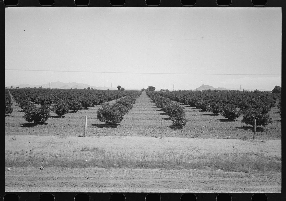 [Untitled photo, possibly related to: Citrus orchard, Maricopa County, Arizona] by Russell Lee