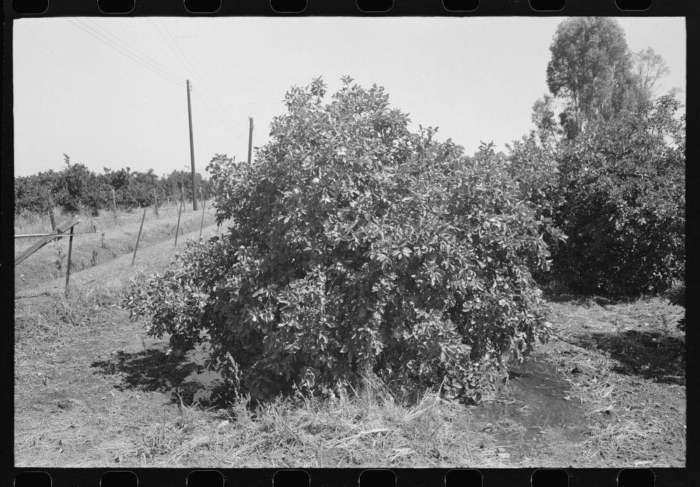 Orange tree being irrigated, Maricopa County, Arizona by Russell Lee