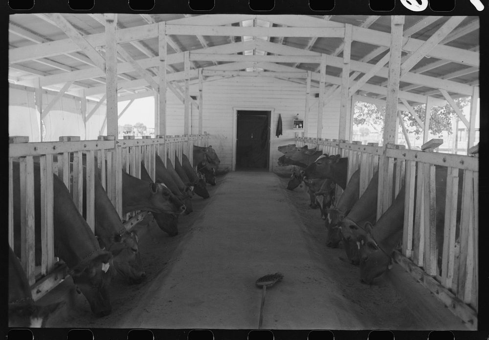 Dairy cattle eating while being milked, Casa Grande Valley Farms, Pinal County, Arizona by Russell Lee