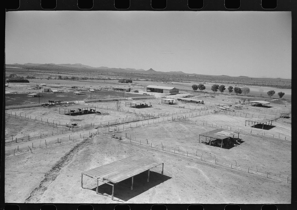 Dairy cattle shelters at the Casa Grande Valley Farms, Pinal County, Arizona by Russell Lee