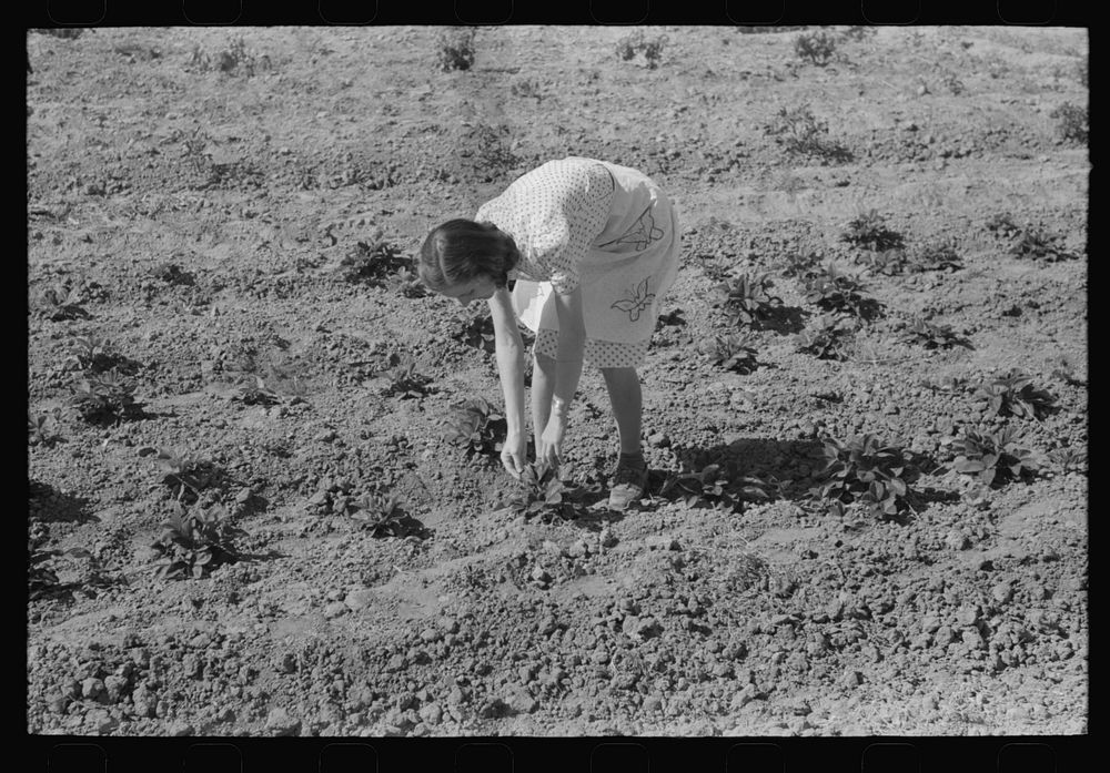Woman living on the Casa Grande Valley Farms in Pinal County, Arizona, pPicking strawberries. Members of this cooperative…