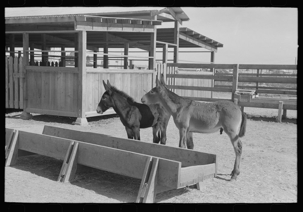 Mule colts, Tom and Jerry, at the Casa Grande Valley Farms, Pinal County, Arizona by Russell Lee