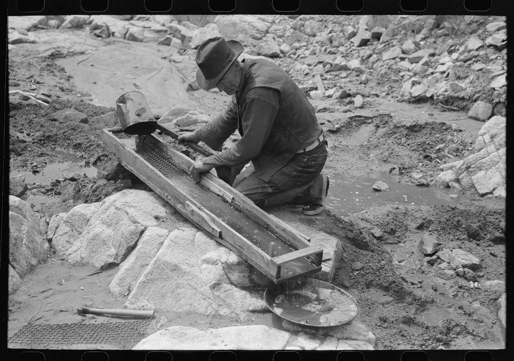 Prospector pouring dirt which he thinks contains gold in sluice box. The sluice box is so placed that the water of the…