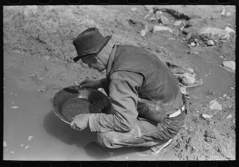 Prospector panning gold. The light objects are probably not gold as it is very unusual to find pieces this large in this…