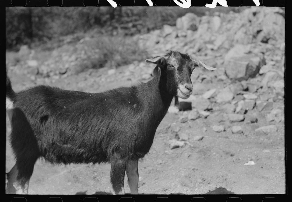 [Untitled photo, possibly related to: Prospector with his milk goat, Pinos Altos, New Mexico] by Russell Lee