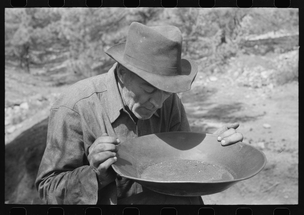 Prospector blowing on pan of fine dirt which contains particles of gold in order to blow the dirt away and leave the heavy…