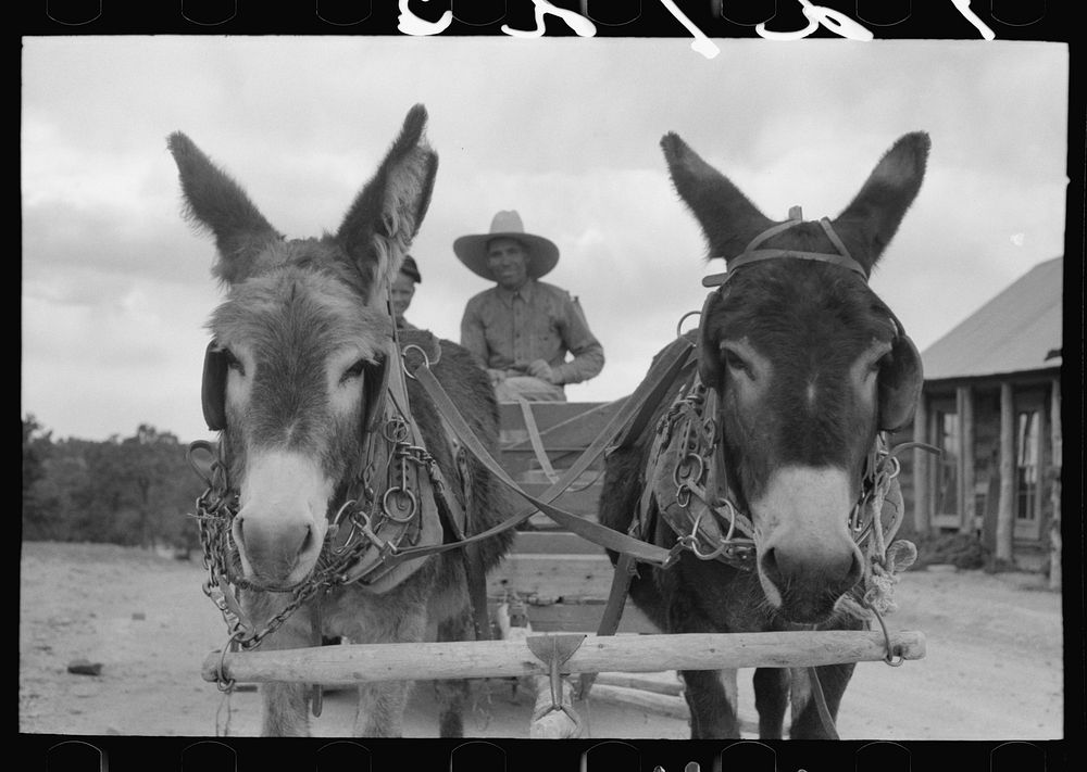 Burros pulling cart which Mr. Leatherman, homesteader, is driving. Pie Town, New Mexico by Russell Lee