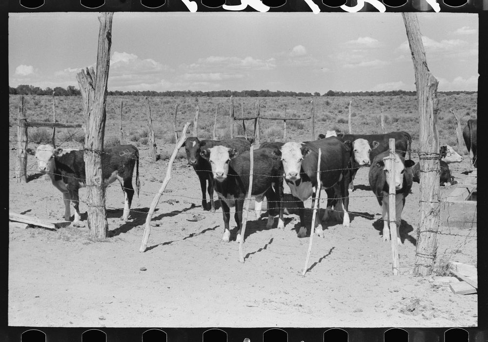 Calves of the beef herd of the George Huttons. They got one hundred percent calf crop this year. Pie Town, New Mexico by…