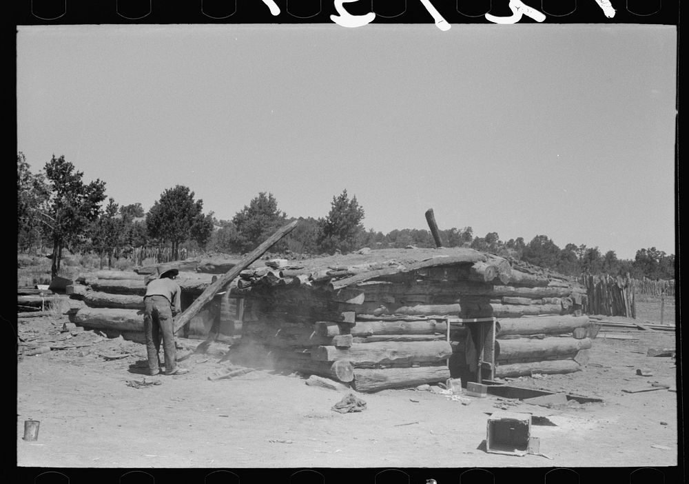 [Untitled photo, possibly related to: John Adams stacking up pinon poles which have been taken from the dugout which is…