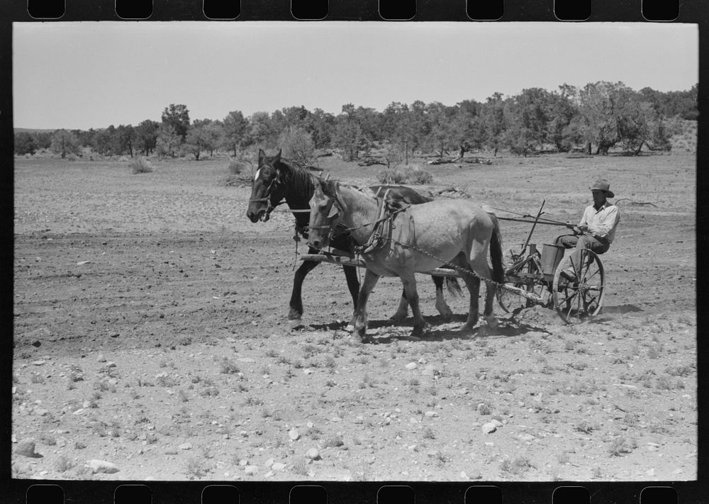 [Untitled photo, possibly related to: Faro Caudill planting beans, Pie Town, New Mexico] by Russell Lee