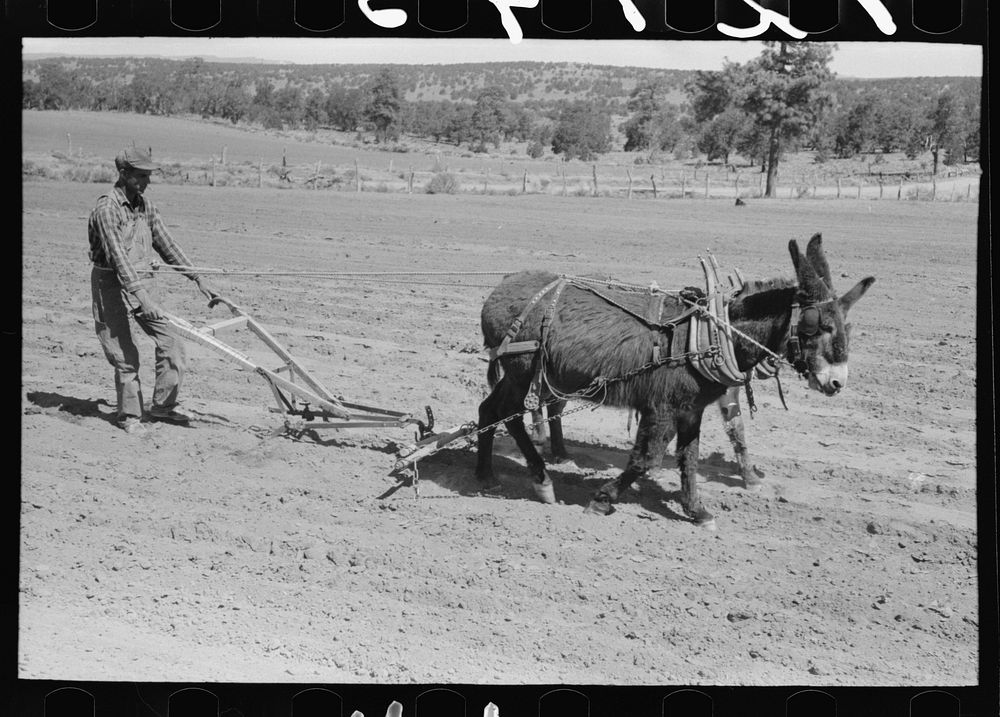 [Untitled photo, possibly related to: Jack Whinery hitching his burros up to homemade plow. Pie Town, New Mexico] by Russell…