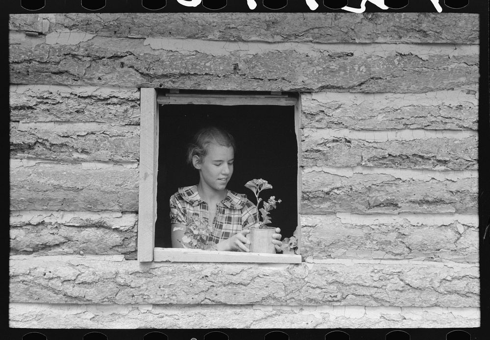[Untitled photo, possibly related to: Jack Whinery's daughter setting pot plant in window. This is the window in the…