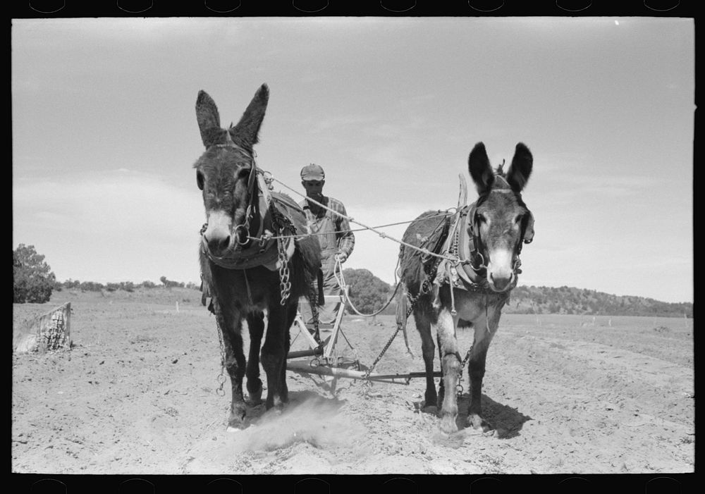 [Untitled photo, possibly related to: Jack Whinery plowing with burros and homemade plow. Pie Town, New Mexico] by Russell…