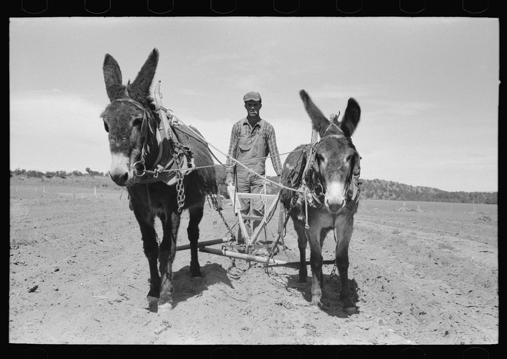 Jack Whinery plowing with burros and homemade plow. Pie Town, New Mexico by Russell Lee