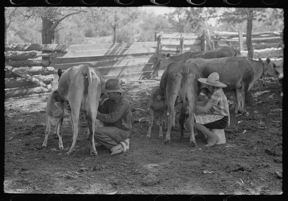 [Untitled photo, possibly related to: Mrs. Caudill milking. Pie Town, New Mexico] by Russell Lee