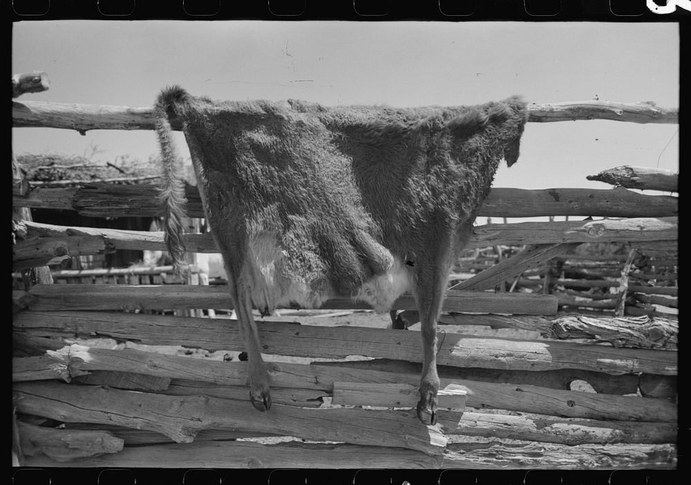 Cow hide drying on homesteader's fence. Pie Town, New Mexico by Russell Lee
