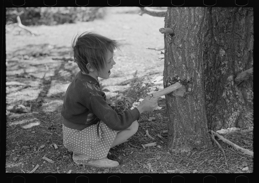 Josie Caudill getting resin from pinon tree for chewing gum. Pie Town, New Mexico by Russell Lee