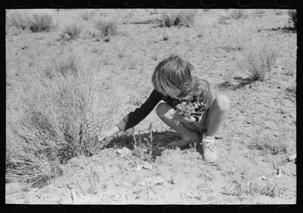 Josie Caudill gathering wildflowers. Pie Town, New Mexico by Russell Lee