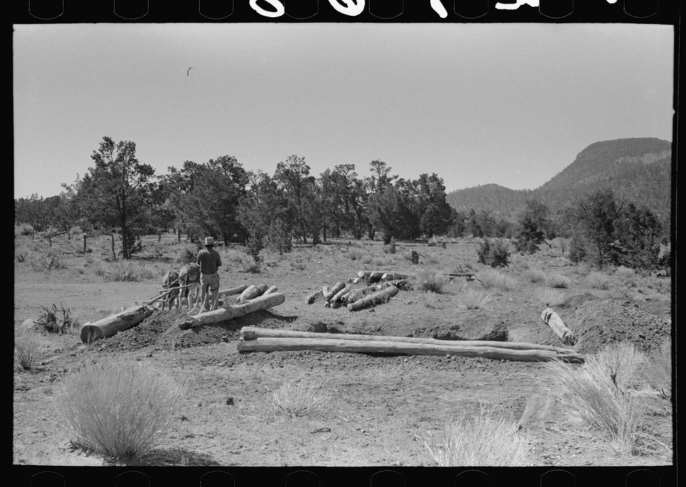 Dragging logs to be used in building dugout with burros. Pie Town, New Mexico by Russell Lee