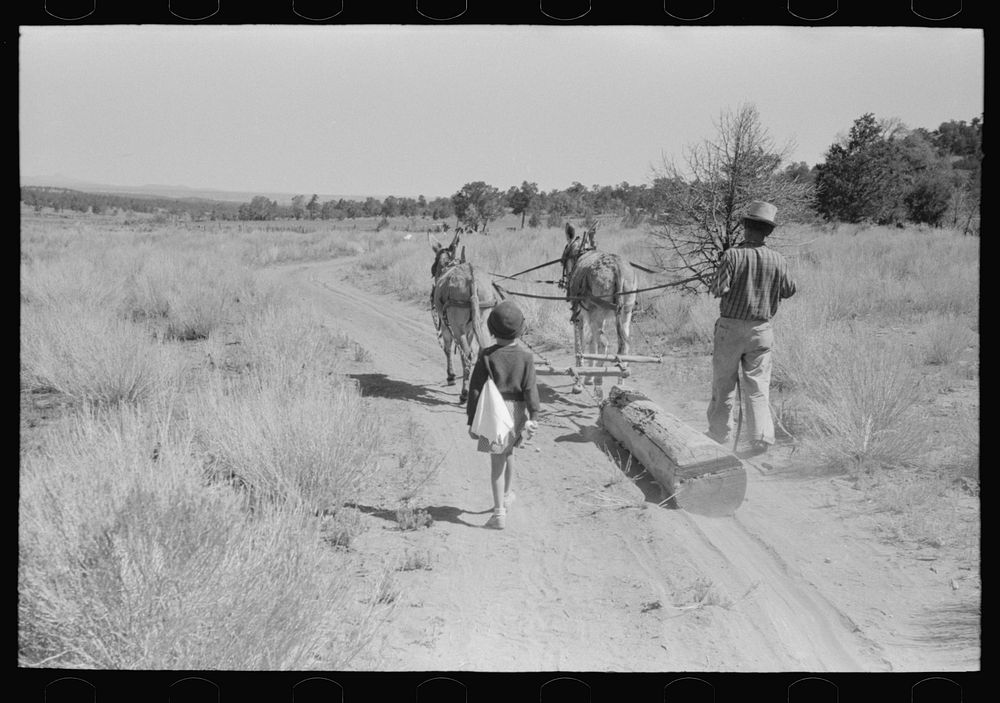 [Untitled photo, possibly related to: Dragging log from old dugout to be used in building new dugout, Pie Town, New Mexico]…
