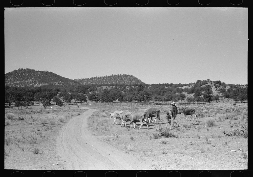 Mrs. Caudill and daughter driving in the cows, Pie Town, New Mexico by Russell Lee