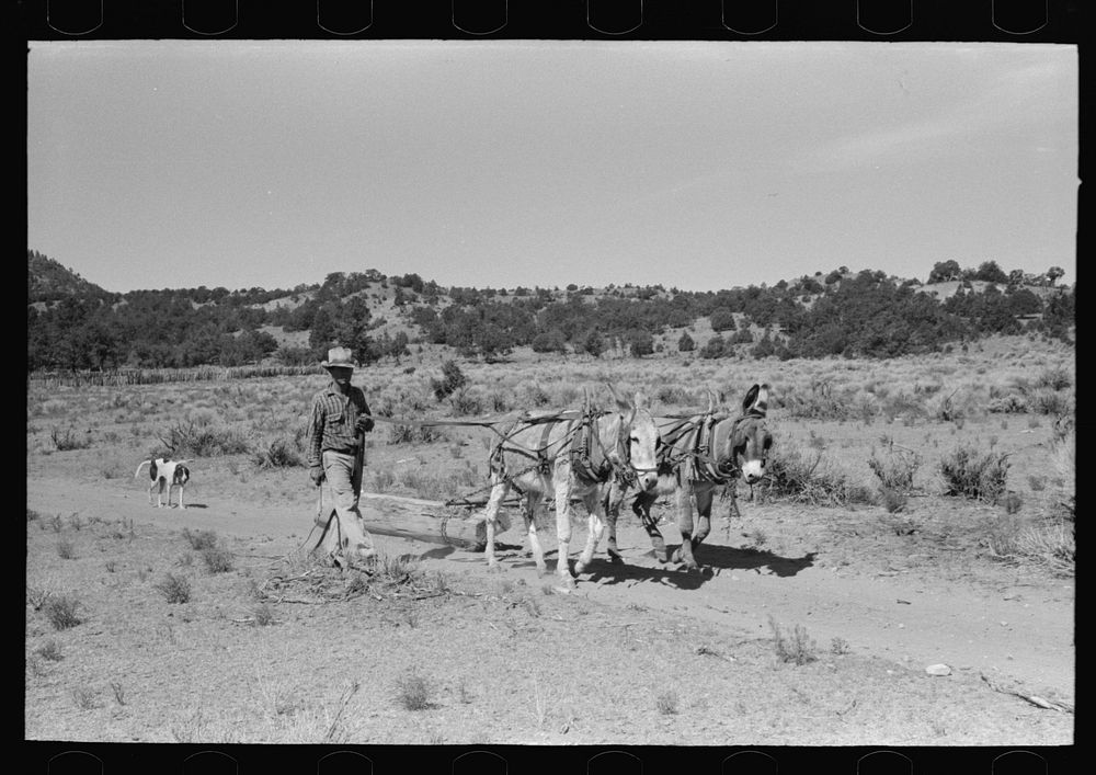 Neighbor who is helping build dugout dragging up log, Pie Town, New Mexico by Russell Lee