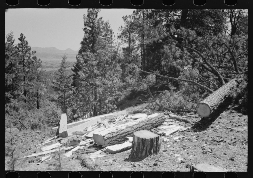 Logs which are being hewn into ties. The ties are hewn with broadaxes where the tree has been felled and dragged down the…
