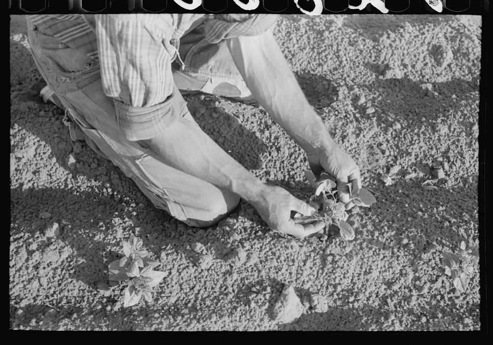 [Untitled photo, possibly related to: Farmer examining bean plant, Pie Town, New Mexico] by Russell Lee