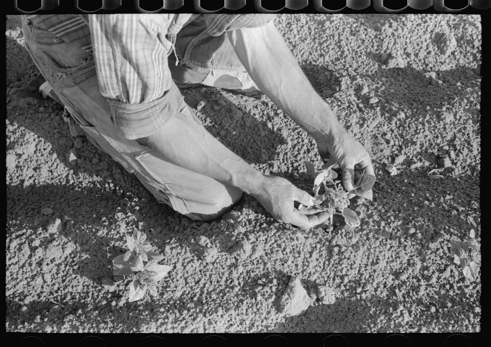 Farmer examining bean plant, Pie Town, New Mexico by Russell Lee
