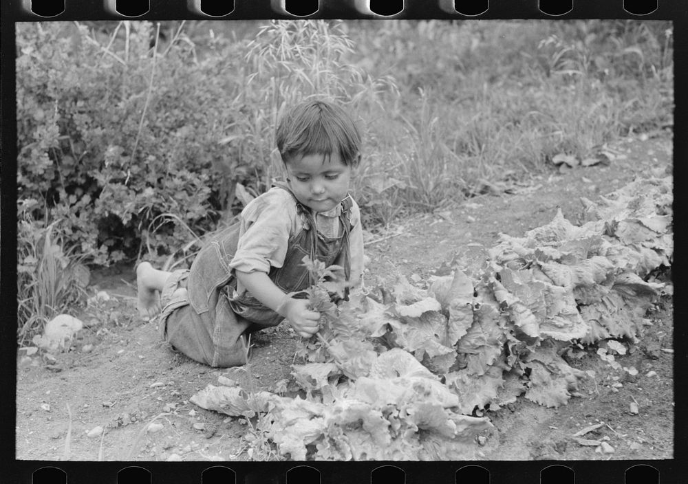 Spanish-American boy weeding the garden, Chamisal, New Mexico by Russell Lee