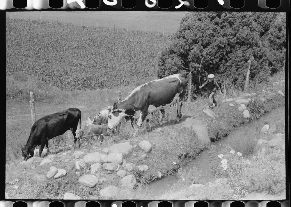 Child tending cows grazing along irrigation ditch, Penasco, New Mexico by Russell Lee
