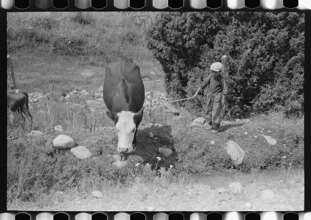 [Untitled photo, possibly related to: Child tending cows grazing along irrigation ditch, Penasco, New Mexico] by Russell Lee