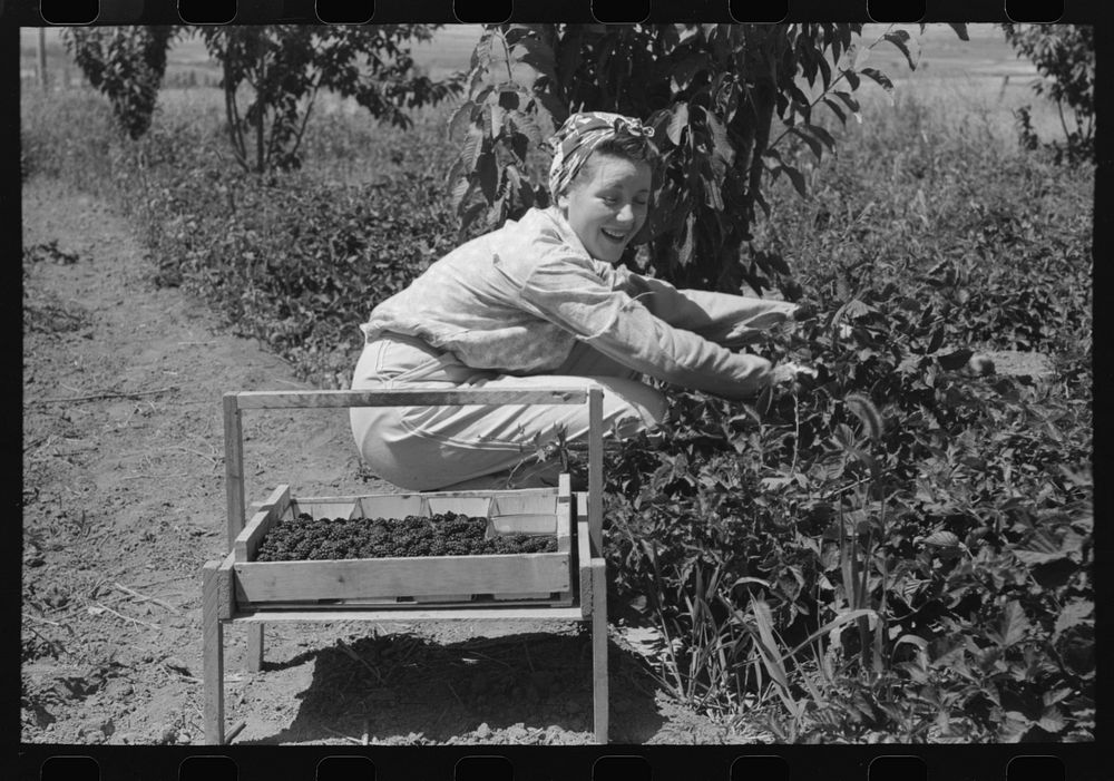[Untitled photo, possibly related to: Young town girl picking berries in Cache County, Utah. Because of diversification of…