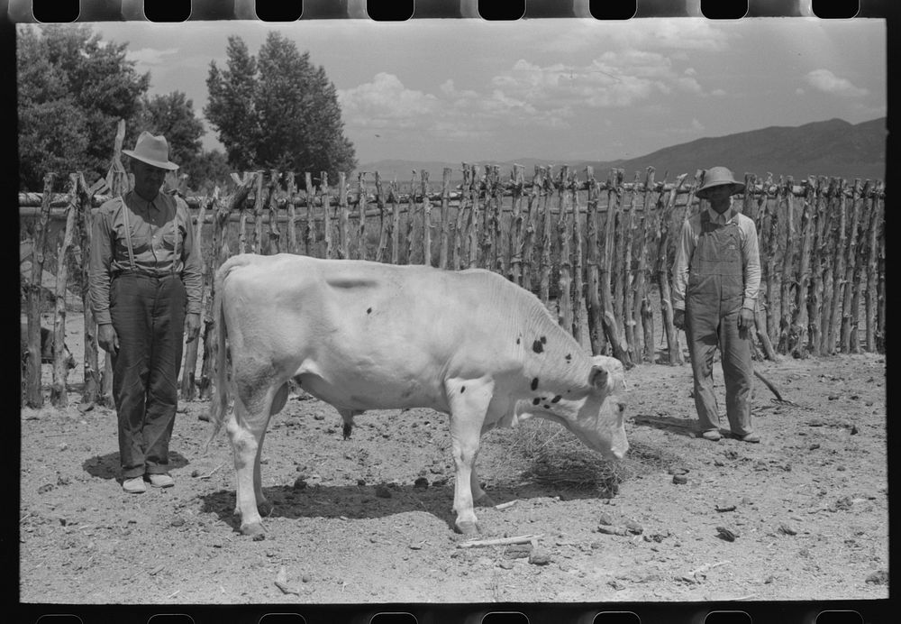 FSA (Farm Security Administration) cooperative bull, Box Elder County, Utah by Russell Lee