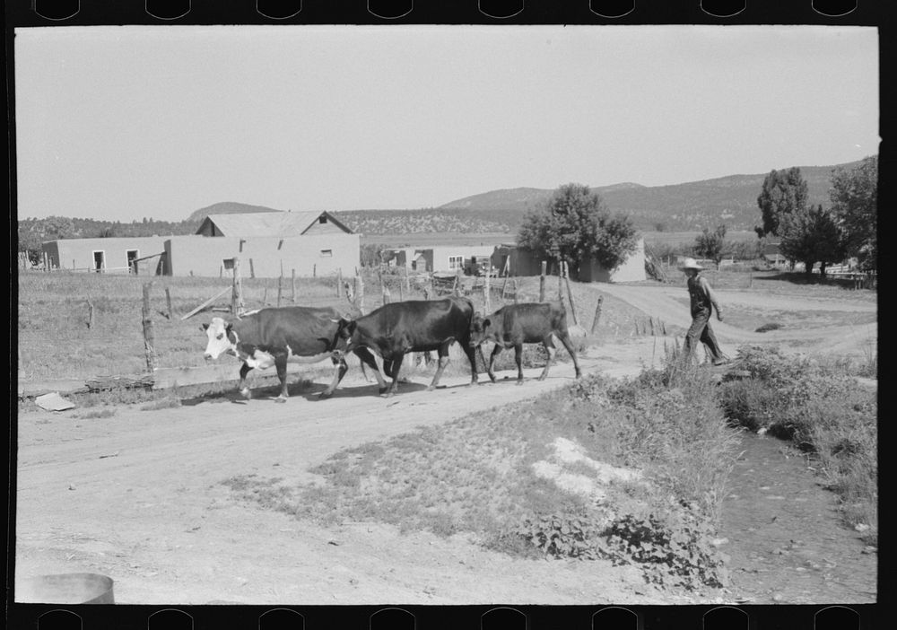 Tending cows. Chamisal, New Mexico by Russell Lee