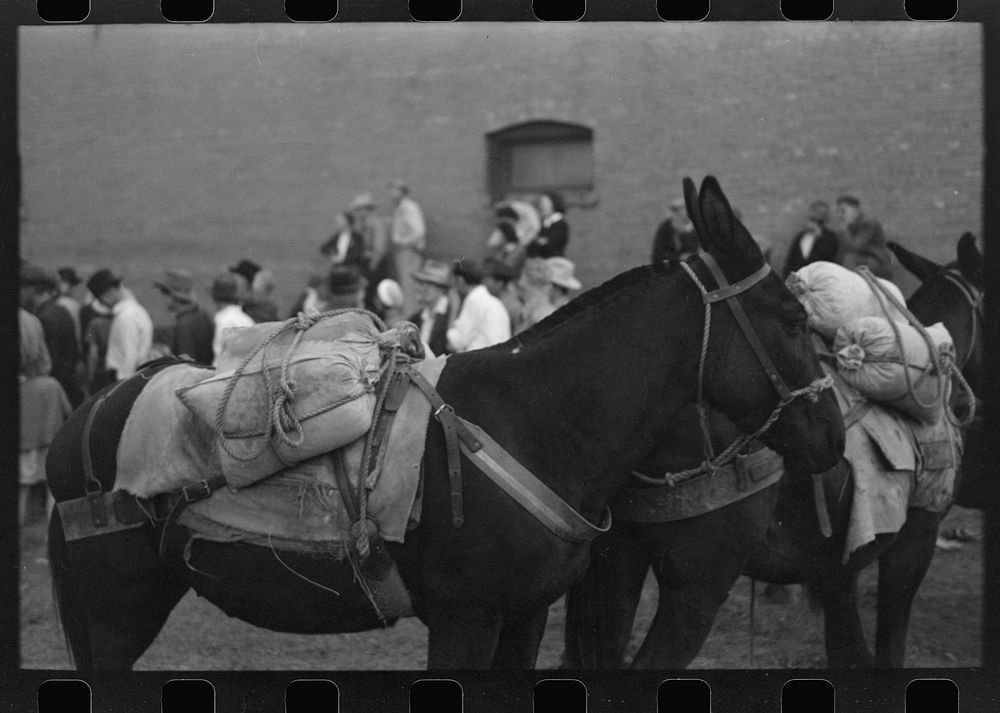 Silverton, Colorado. Labor Day celebration. Burros loaded with ore sacks in the burro-loading contest by Russell Lee