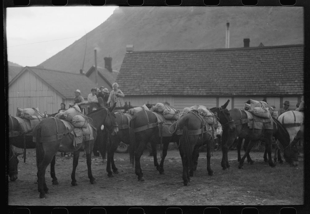 Silverton, Colorado. Labor Day celebration. Burros loaded with ore sacks in the burro-loading contest by Russell Lee