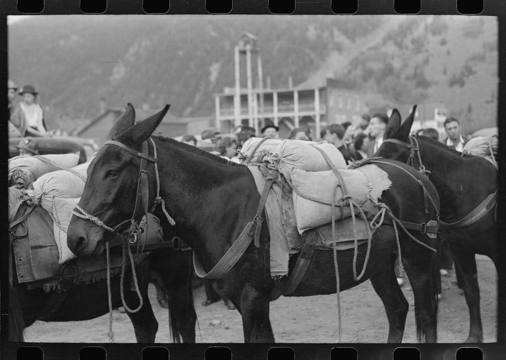 Silverton, Colorado. Labor Day celebration. Burros loaded with sacks of gold ore at the burro-loading contest by Russell Lee