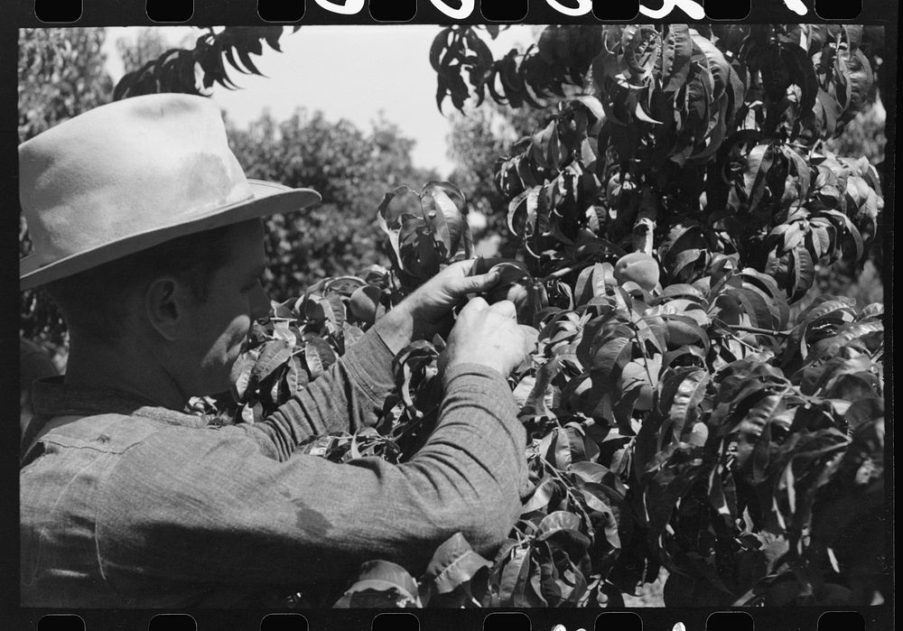 [Untitled photo, possibly related to: Fruit pickers moving ladders to another tree, Delta County, Coloerado] by Russell Lee
