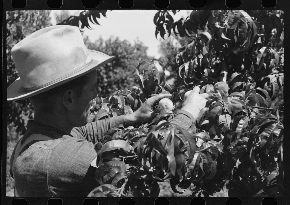 [Untitled photo, possibly related to: Picking peaches, Delta County, Colorado. This is all local labor in this particular…