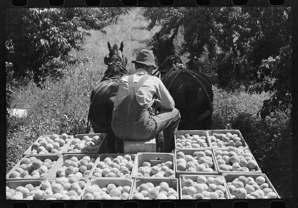 Carrying crates of peaches from the orchard to the shipping shed, Delta County, Colorado by Russell Lee