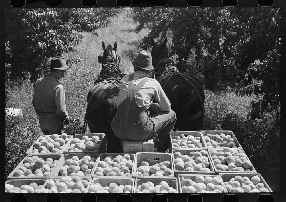[Untitled photo, possibly related to: Carrying crates of peaches from the orchard to the shipping shed, Delta County…