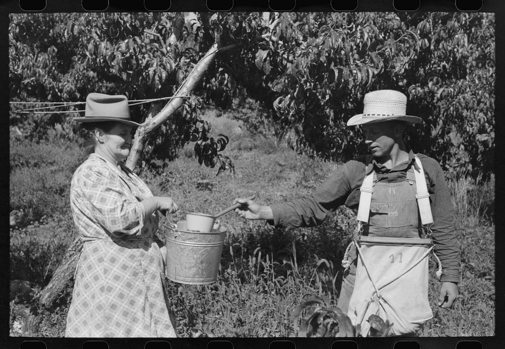 [Untitled photo, possibly related to: Peach pickers with sackful of peaches, Delta County, Colorado. These are local boys]…