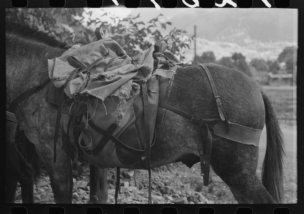 Mule loaded with camp supplies of sheepherder, Ouray, Colorado by Russell Lee