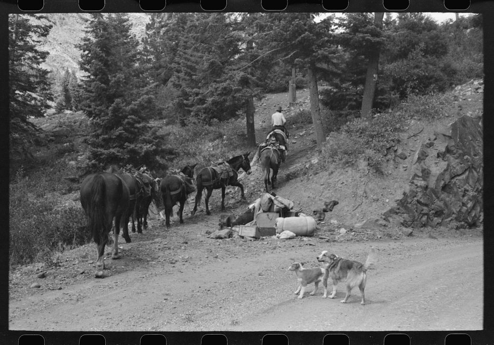 Sheepherder starting towards the mountains with his string of horses, Ouray County, Colorado. This outfit was moving from…
