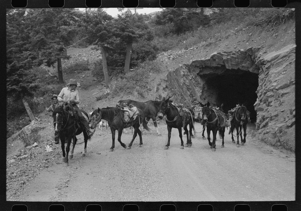 [Untitled photo, possibly related to: Sheepherders and their horses moving camp from summer to winter range. Ouray County…