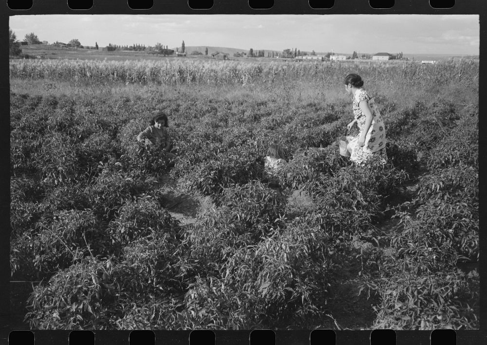 Spanish farmer's wife and daughter picking chili peppers, Concho, Arizona by Russell Lee