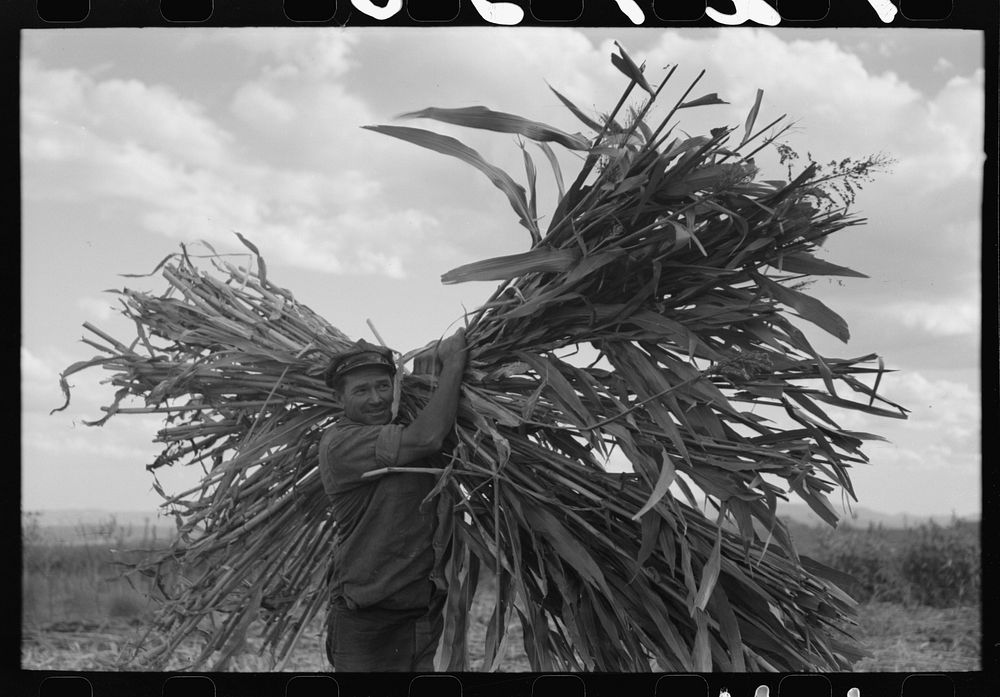 Mormon farmer carrying cane to crusher, Ivins, Washington County, Utah by Russell Lee