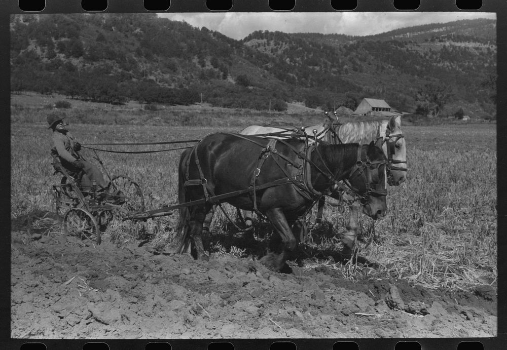 [Untitled photo, possibly related to: Farmer in Amimas River Valley plowing, La Plata County, Colorado] by Russell Lee