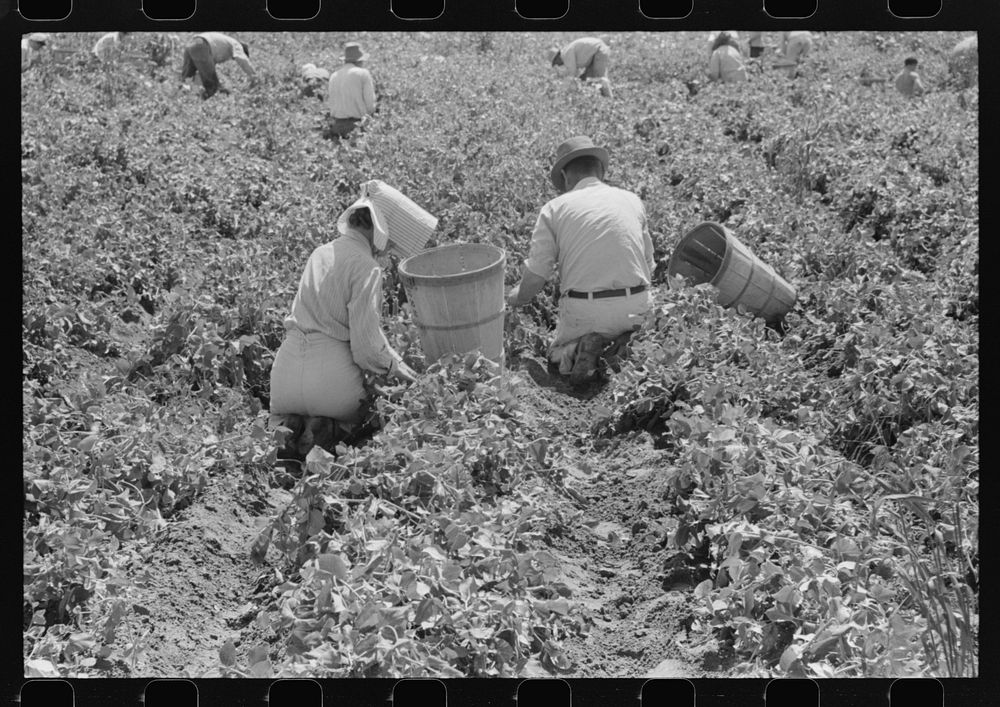 Labor contractor's crew at work in pea fields. Nampa, Idaho by Russell Lee